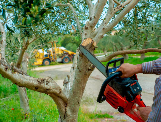 Tree Root Removal in Dryden, MI